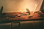 Fra Templo Mayor's museum: eksempler p offerknive, brugt af aztekiske prster ved ofring af krigsfanger.
